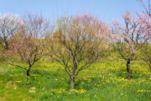 はままつフラワーパーク、梅、3月春の花、静岡県浜松市の観光・撮影スポットの画像と写真
