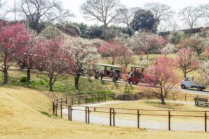 はままつフラワーパーク、梅、3月春の花、静岡県浜松市の観光・撮影スポットの画像と写真