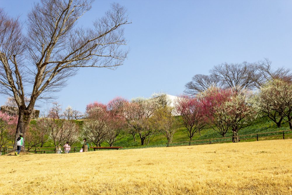 はままつフラワーパーク、梅、3月春の花、静岡県浜松市の観光・撮影スポットの画像と写真