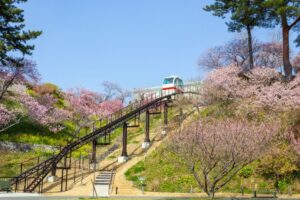 はままつフラワーパーク、桜、3月春の花、静岡県浜松市の観光・撮影スポットの画像と写真