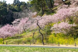 はままつフラワーパーク、桜、3月春の花、静岡県浜松市の観光・撮影スポットの画像と写真