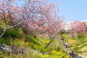 はままつフラワーパーク、桜、3月春の花、静岡県浜松市の観光・撮影スポットの画像と写真
