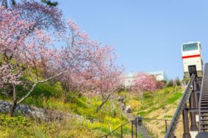 はままつフラワーパーク、桜、3月春の花、静岡県浜松市の観光・撮影スポットの画像と写真