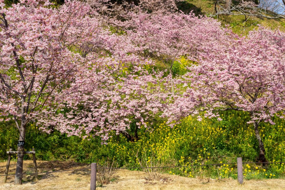 はままつフラワーパーク、桜、3月春の花、静岡県浜松市の観光・撮影スポットの画像と写真