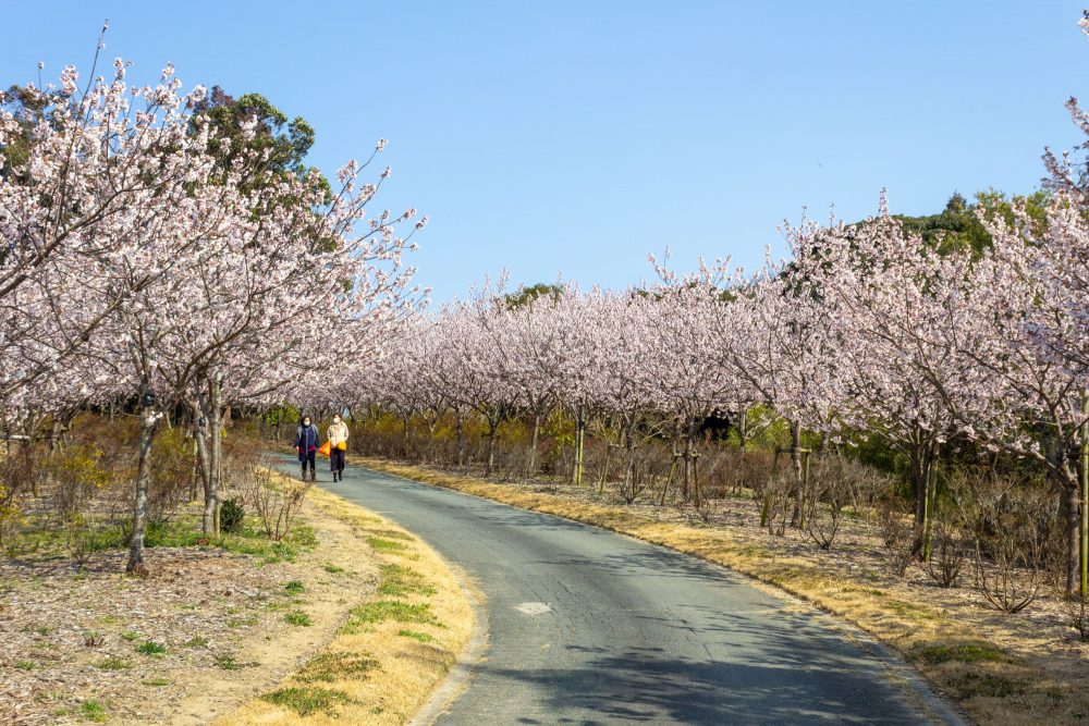 はままつフラワーパーク、桜、3月春の花、静岡県浜松市の観光・撮影スポットの画像と写真