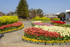 はままつフラワーパーク、チューリップ、3月春の花、静岡県浜松市の観光・撮影スポットの画像と写真