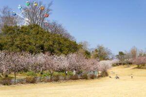 はままつフラワーパーク、桜、3月春の花、静岡県浜松市の観光・撮影スポットの画像と写真