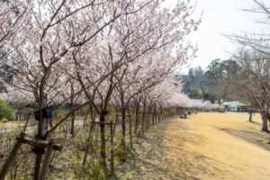 はままつフラワーパーク、桜、3月春の花、静岡県浜松市の観光・撮影スポットの画像と写真