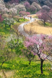 はままつフラワーパーク、梅、3月春の花、静岡県浜松市の観光・撮影スポットの画像と写真