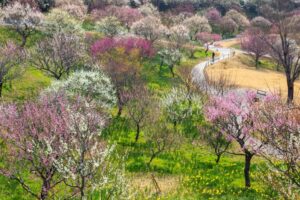 はままつフラワーパーク、梅、3月春の花、静岡県浜松市の観光・撮影スポットの画像と写真