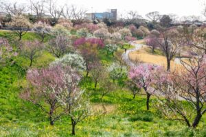はままつフラワーパーク、梅、3月春の花、静岡県浜松市の観光・撮影スポットの画像と写真