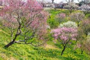 はままつフラワーパーク、梅、3月春の花、静岡県浜松市の観光・撮影スポットの画像と写真