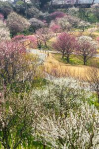 はままつフラワーパーク、梅、3月春の花、静岡県浜松市の観光・撮影スポットの画像と写真