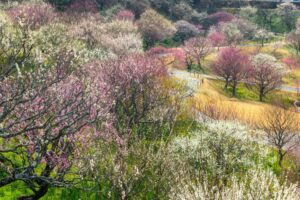 はままつフラワーパーク、梅、3月春の花、静岡県浜松市の観光・撮影スポットの画像と写真