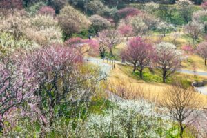 はままつフラワーパーク、梅、3月春の花、静岡県浜松市の観光・撮影スポットの画像と写真
