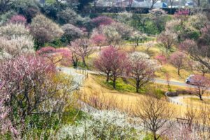 はままつフラワーパーク、梅、3月春の花、静岡県浜松市の観光・撮影スポットの画像と写真