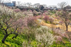 はままつフラワーパーク、梅、3月春の花、静岡県浜松市の観光・撮影スポットの画像と写真