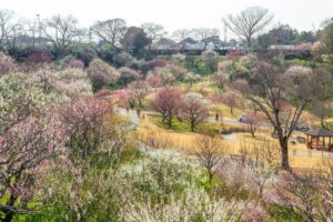 はままつフラワーパーク、梅、3月春の花、静岡県浜松市の観光・撮影スポットの画像と写真