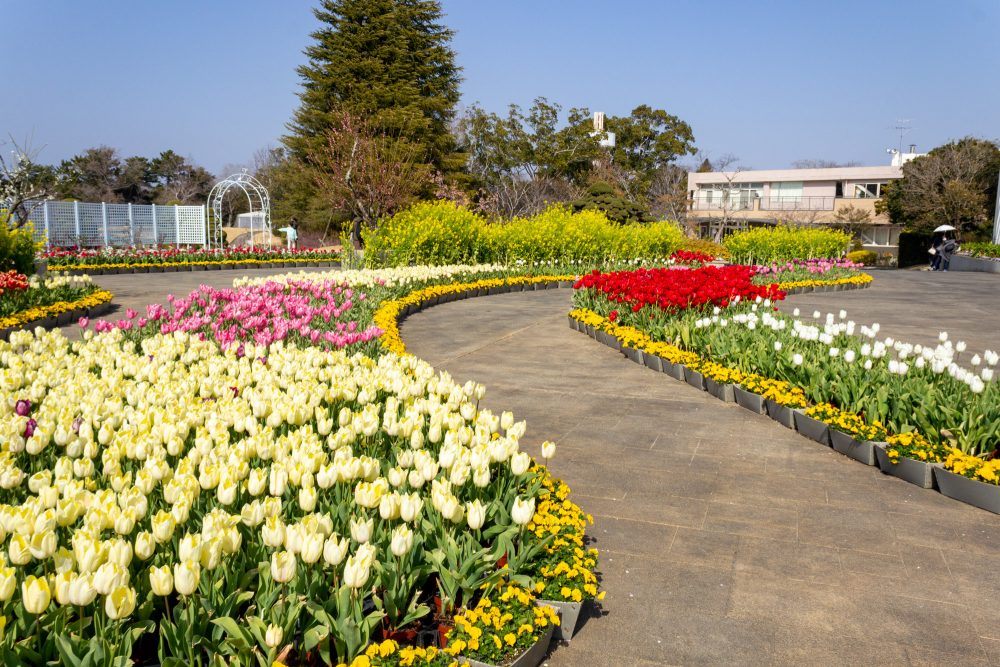 はままつフラワーパーク、アイスチューリップ、3月春の花、静岡県浜松市の観光・撮影スポットの画像と写真