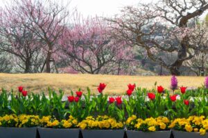 はままつフラワーパーク、チューリップ、3月春の花、静岡県浜松市の観光・撮影スポットの画像と写真