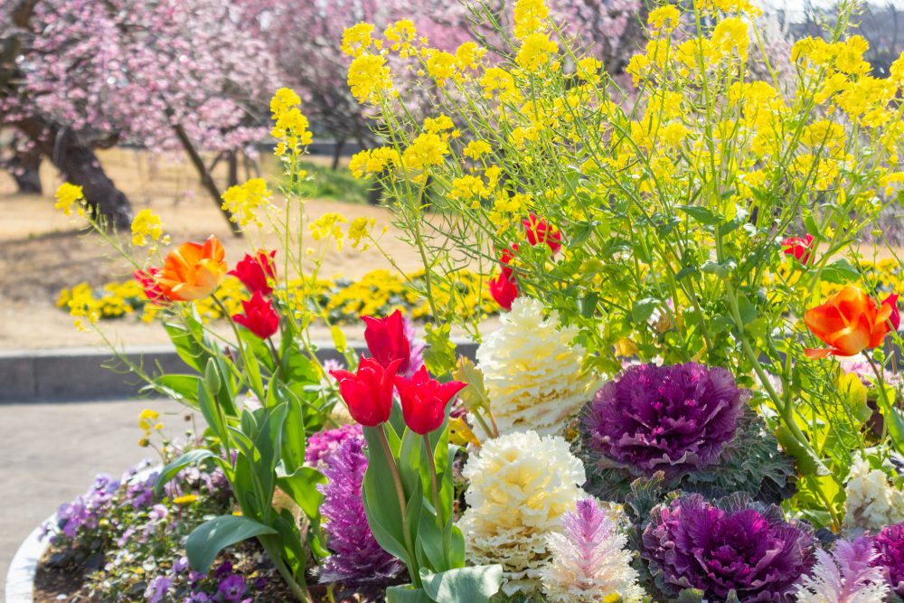 はままつフラワーパーク、3月春の花、静岡県浜松市の観光・撮影スポットの画像と写真