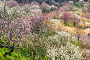 はままつフラワーパーク、梅、3月春の花、静岡県浜松市の観光・撮影スポットの画像と写真