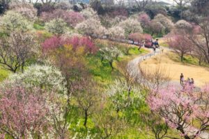 はままつフラワーパーク、梅、3月春の花、静岡県浜松市の観光・撮影スポットの画像と写真