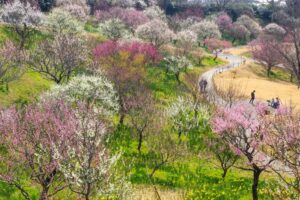 はままつフラワーパーク、梅、3月春の花、静岡県浜松市の観光・撮影スポットの画像と写真