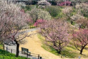 はままつフラワーパーク、梅、3月春の花、静岡県浜松市の観光・撮影スポットの画像と写真