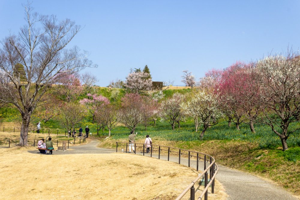 はままつフラワーパーク、梅、3月春の花、静岡県浜松市の観光・撮影スポットの画像と写真