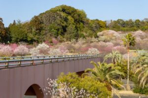 浜松フルーツパーク、梅、2月の春の花、静岡県浜松市の観光・撮影スポットの画像と写真