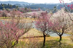 浜松フルーツパーク、梅、2月の春の花、静岡県浜松市の観光・撮影スポットの画像と写真