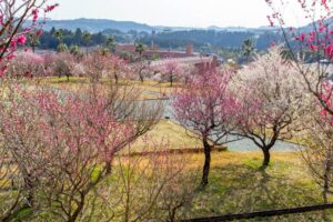 浜松フルーツパーク、梅、2月の春の花、静岡県浜松市の観光・撮影スポットの画像と写真