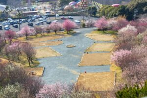 浜松フルーツパーク、梅、2月の春の花、静岡県浜松市の観光・撮影スポットの画像と写真