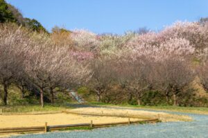 浜松フルーツパーク、梅、2月の春の花、静岡県浜松市の観光・撮影スポットの画像と写真