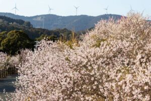 浜松フルーツパーク、梅、2月の春の花、静岡県浜松市の観光・撮影スポットの画像と写真