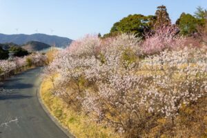 浜松フルーツパーク、梅、2月の春の花、静岡県浜松市の観光・撮影スポットの画像と写真