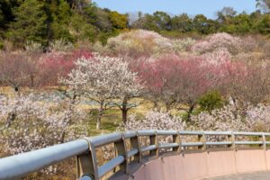 浜松フルーツパーク、梅、2月の春の花、静岡県浜松市の観光・撮影スポットの画像と写真