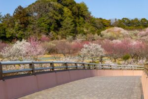 浜松フルーツパーク、梅、2月の春の花、静岡県浜松市の観光・撮影スポットの画像と写真