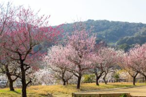 浜松フルーツパーク、梅、2月の春の花、静岡県浜松市の観光・撮影スポットの画像と写真