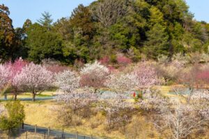 浜松フルーツパーク、梅、2月の春の花、静岡県浜松市の観光・撮影スポットの画像と写真