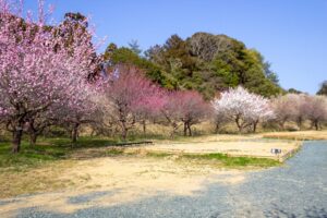 浜松フルーツパーク、梅、2月の春の花、静岡県浜松市の観光・撮影スポットの画像と写真
