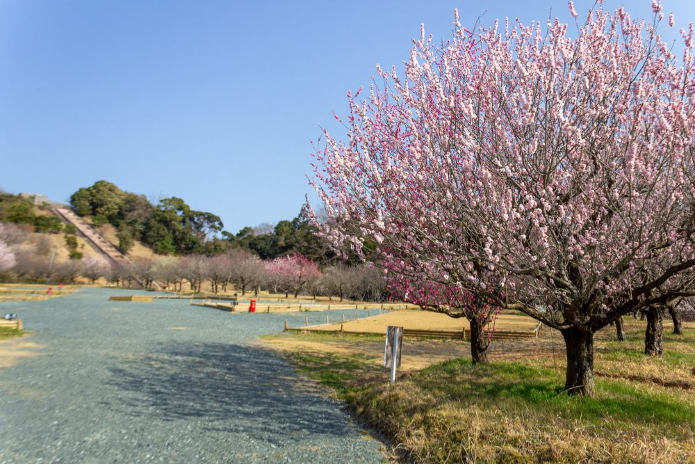 浜松フルーツパーク、梅、2月の春の花、静岡県浜松市の観光・撮影スポットの画像と写真