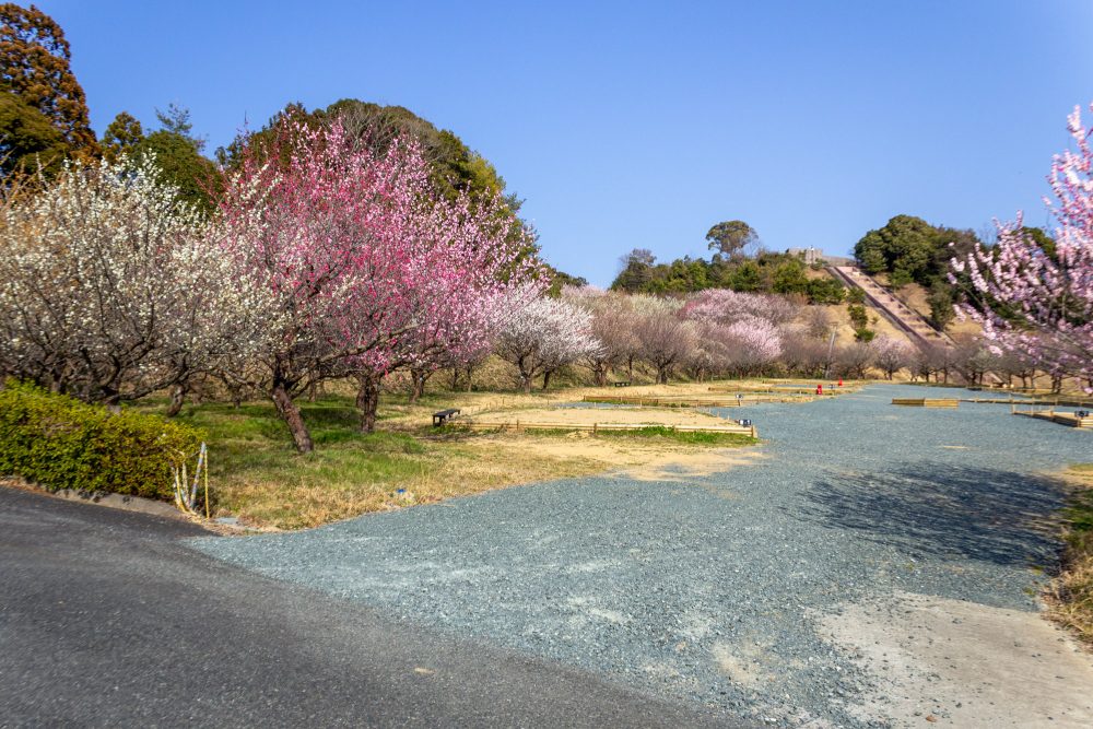 浜松フルーツパーク、梅、2月の春の花、静岡県浜松市の観光・撮影スポットの画像と写真