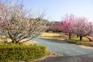 浜松フルーツパーク、梅、2月の春の花、静岡県浜松市の観光・撮影スポットの画像と写真