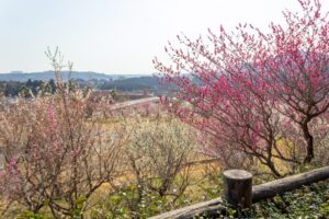 浜松フルーツパーク、梅、2月の春の花、静岡県浜松市の観光・撮影スポットの画像と写真