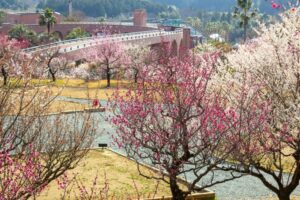 浜松フルーツパーク、梅、2月の春の花、静岡県浜松市の観光・撮影スポットの画像と写真