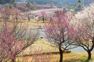浜松フルーツパーク、梅、2月の春の花、静岡県浜松市の観光・撮影スポットの画像と写真