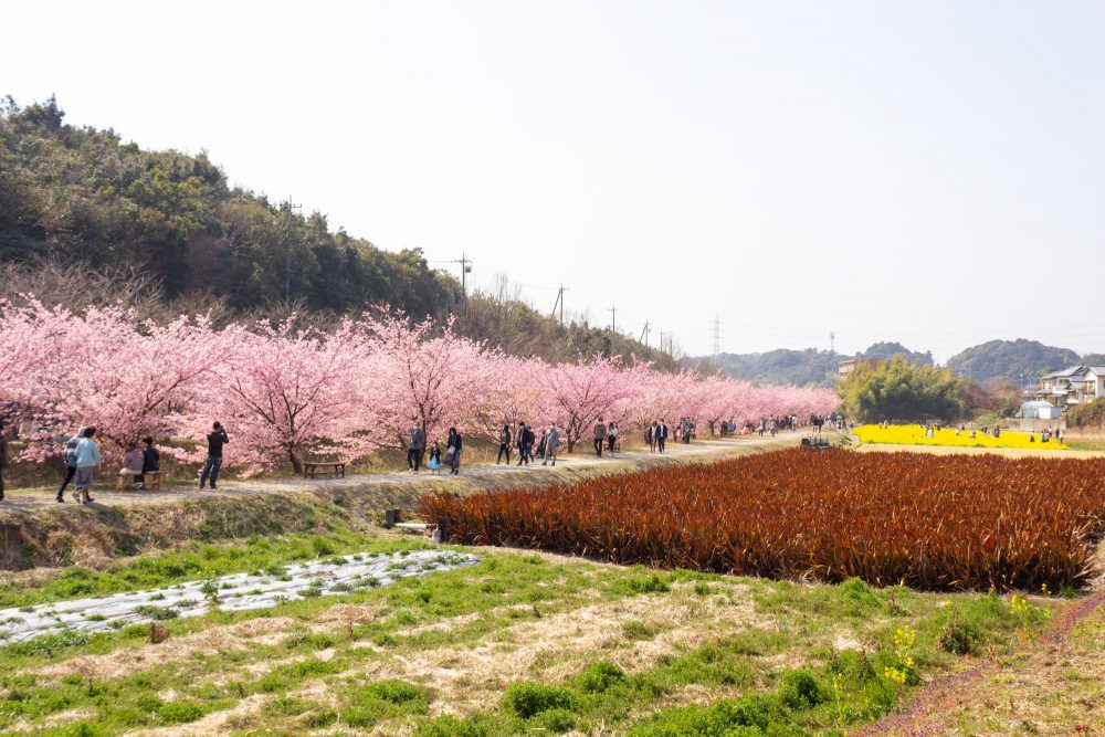 東大山の河津桜、菜の花、3月春の花、静岡県浜松市の観光・撮影スポットの名所