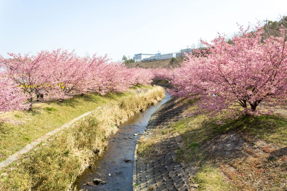 東大山の河津桜、菜の花、3月春の花、静岡県浜松市の観光・撮影スポットの名所